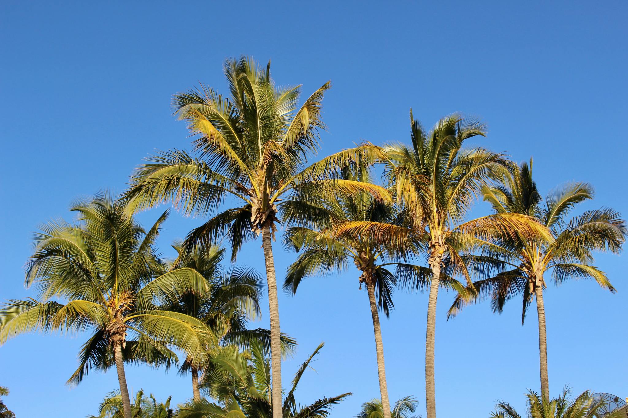palm trees